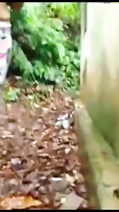 Local Randi Whore Fucked Deep In Park New Viral Mms Clip