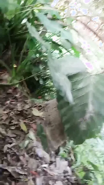 Bengali Aunty’s Outdoor Bath Turns Steamy As Neighbor Films Her Soapy Tits