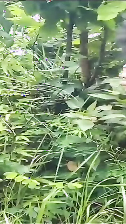 Bf Fucks Gf In Jungle While Buddy Films Shaky Mms Video