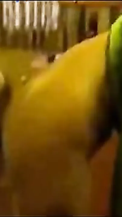 Large arse cheating Indian bhabhi can't live without doggy style sex!