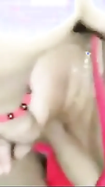 Cheating desi Indian bhabhi gives irrumation before fleshly sex