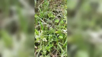 Jungle Mein Dehati Ladki Ko Pakad Kar Jabardast Chudai Ki