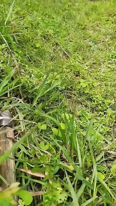 Jungle Mein Dehati Ladki Ko Pakad Kar Jabardast Chudai Ki
