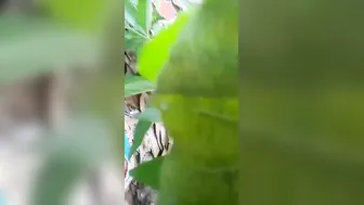 Jungle Mein Dehati Ladki Ke Bur Mein Boyfriend Ne Lund Ghusa Kar Zor Se Choda