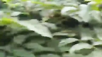 Took My GF Jungle Trekking Then Fucked Her Tight Pussy Deep In The Woods