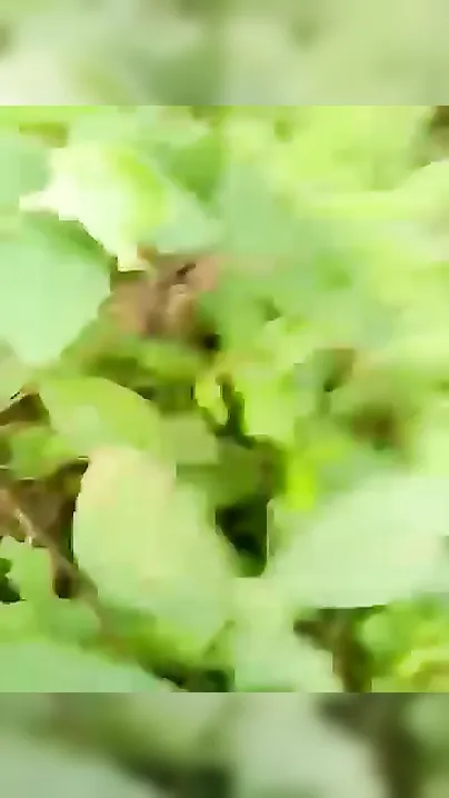 Jungle Mein School Ki Ladki Ko Le Gaya Aur Uski Bur Ki Chudai Ki