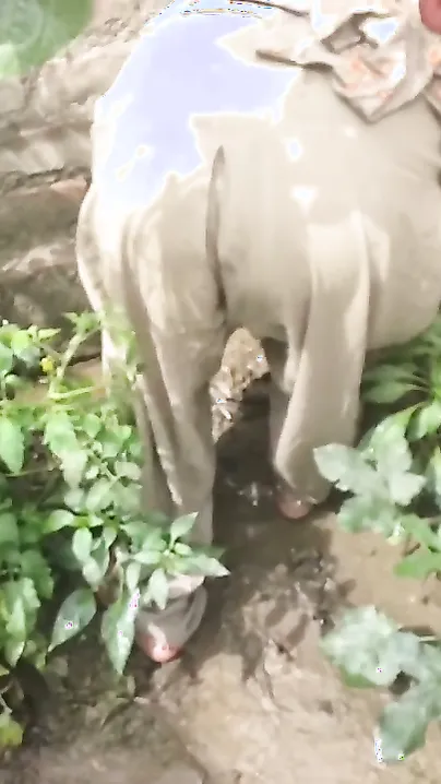Heena Screaming As Sabzi Khet Farmer Plowed Her Wet Boor