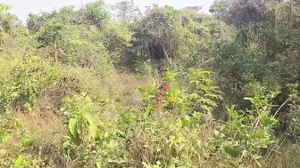 Odia Schoolgirl Losing Her Virginity With Village Boyfriend In The Fields