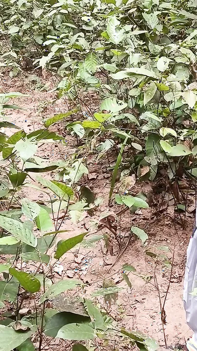 Indian Schoolgirl Getting Deflowered By Bad Boy Deep In The Jungle
