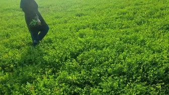 Punjabi Farmers Sneak Quick Fuck In Wheat Fields Before Getting Caught