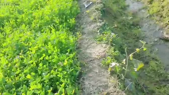 Punjabi Farmers Sneak Quick Fuck In Wheat Fields Before Getting Caught