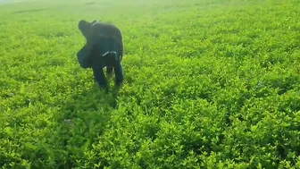 Punjabi Farmers Sneak Quick Fuck In Wheat Fields Before Getting Caught