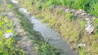 Punjabi Farmers Sneak Quick Fuck In Wheat Fields Before Getting Caught