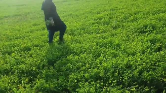 Punjabi Farmers Sneak Quick Fuck In Wheat Fields Before Getting Caught