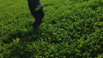 Punjabi Farmers Sneak Quick Fuck In Wheat Fields Before Getting Caught