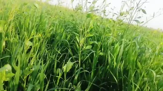 Punjabi Farmers Sneak Quick Fuck In Wheat Fields Before Getting Caught