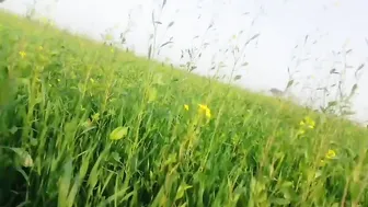 Punjabi Farmers Sneak Quick Fuck In Wheat Fields Before Getting Caught