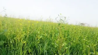 Punjabi Farmers Sneak Quick Fuck In Wheat Fields Before Getting Caught