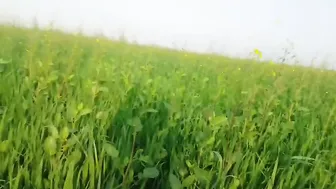 Punjabi Farmers Sneak Quick Fuck In Wheat Fields Before Getting Caught