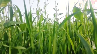 Punjabi Farmers Sneak Quick Fuck In Wheat Fields Before Getting Caught