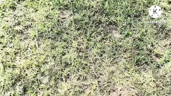 Tamil Aunt Bent Over In The Field Begging Him To Finish Quick