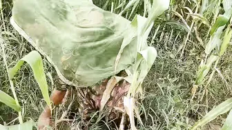 Desi Farm Girl Stealing Corn Gets Punished With Rough Outdoor Sex