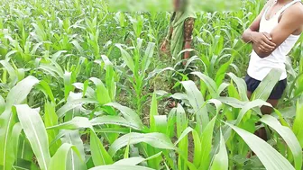 Brother-In-Law Fucks Sister-In-Law In Cornfield With Thick Black Cock