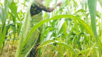 Indian Bhabhi Rides Jiju Thick Black Cock In The Cornfield Outdoors