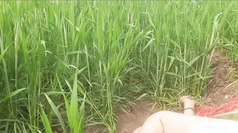 Indian Housewife Fingers Pussy Outdoors While Brother-In-Law Spies Nearby