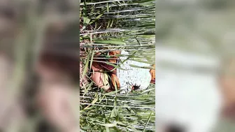 Indian Daughter-In-Law Rides Cock While Father-In-Law Watches Outdoors