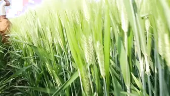 Desi Teen Bride Fingers Herself In The Field Before Her Brother Pounds Her Ass