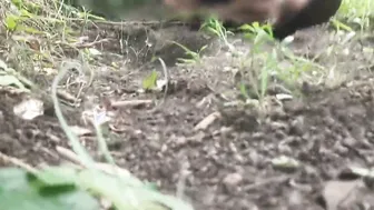 Desi Farmer Watches His Stepdaughter Fingering Then Fucks Her Ass Hard