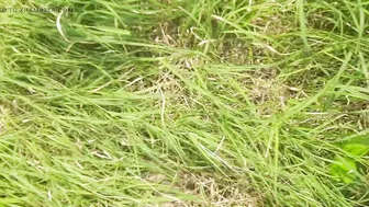 Desi Village Sister In Law Teasing Him Outdoors Before Sex In The Forest