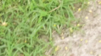 Desi Village Sister In Law Teasing Him Outdoors Before Sex In The Forest