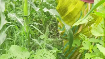 Desi Sister In Law Fingering Her Pussy Outdoors In The Field