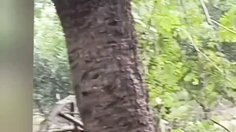 Village Indian Bride Moans Naked In Forest Getting Her Ass Drilled Hard