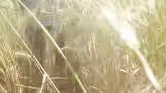 Desi Daughter In Law Fingers Herself In Wheat Field Teasing Her Sasur