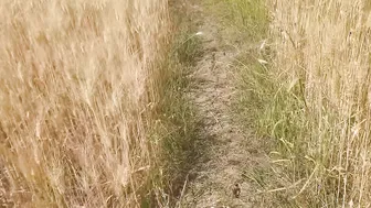 Desi Bhabhi Getting Her Fat Ass Fucked In The Wheat Field By Him