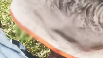 Desi Bhabhi Getting Her Fat Ass Fucked In The Wheat Field By Him