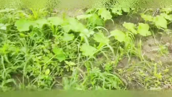 Village Desi Wife Flashing Her Cunt To Brother In Law In Open Field