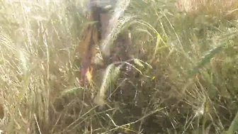 Desi Bhabhi Massages Her Thick Ass After Walk In The Fields With Him