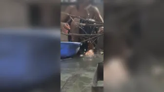 Stepbrother Catches His Desi Stepsister Bathing Naked In The Bathroom
