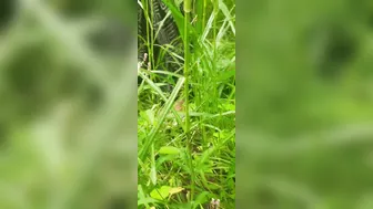 Indian Devar Making Bhabhi Suck His Cock In The Open Fields At Sunset