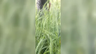 Desi Village Bhabhi Calls Jiju To Wheat Field For Ass Fucking And Forest Romance
