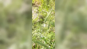 Desi Village Bhabhi Calls Jiju To Wheat Field For Ass Fucking And Forest Romance