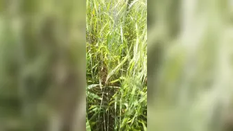 Desi Village Bhabhi Calls Jiju To Wheat Field For Ass Fucking And Forest Romance