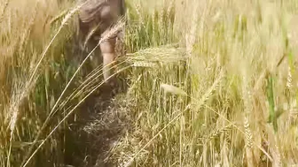 Indian Stepsister Shows Her Fat Ass To Jiju In Wheat Field And Open Forest