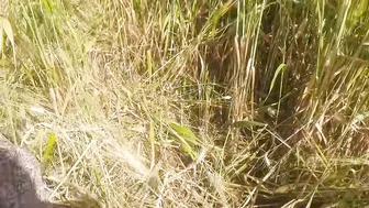 Indian Stepsister Shows Her Fat Ass To Jiju In Wheat Field And Open Forest
