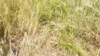 Indian Stepsister Shows Her Fat Ass To Jiju In Wheat Field And Open Forest