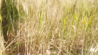 Indian Stepsister Shows Her Fat Ass To Jiju In Wheat Field And Open Forest
